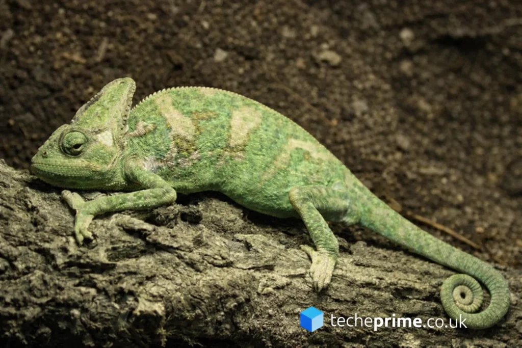 Chameleónovité: Hidden Wonders of Chameleons in Natural World chameleónovité